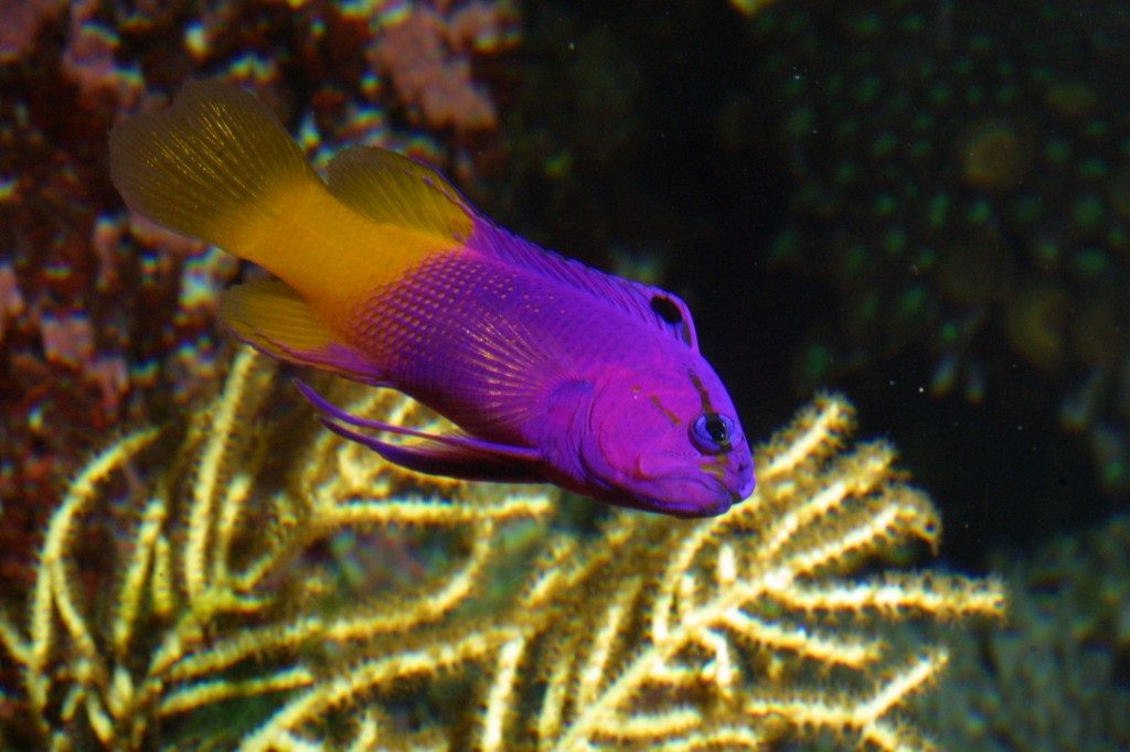Gramma royal©Aquarium La Rochelle SAS Gramma royal©Aquarium La Rochelle SAS