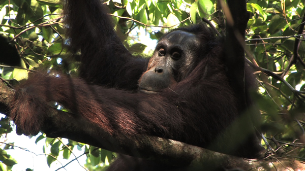 « Green » : un documentaire atypique et choc sur la déforestation