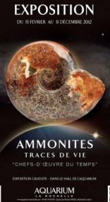 Une expo exceptionnelle sur les ammonites à l’Aquarium La Rochelle
