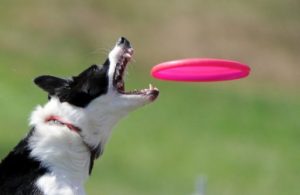 Un chien joue au frisbee à Moscou, le 6 août 2011