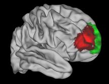 zone cerveau humain zone cerveau humain cortex frontal