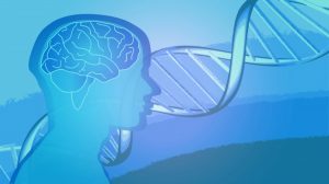 genes cerveau gènes cerveau