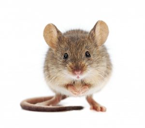 © Iosif Szasz-Fabian - Fotolia
