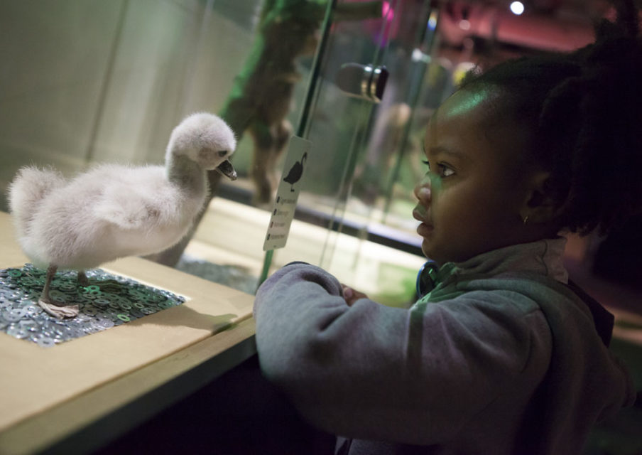 Bébés animaux : l’expo pédagogique et ludique des vacances