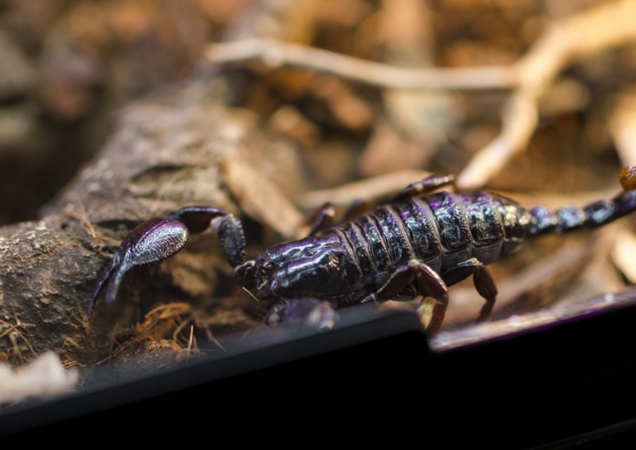 Exposition « Poison » : rencontre avec les animaux les plus toxiques de la planète