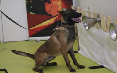 Chiens détecteurs de Covid-19 : une solution de dépistage sous-estimée en France ?