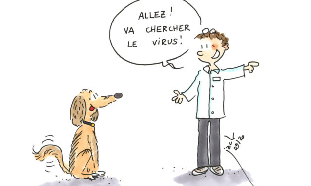 Chiens détecteurs de Covid : le virus ne peut leur échapper !