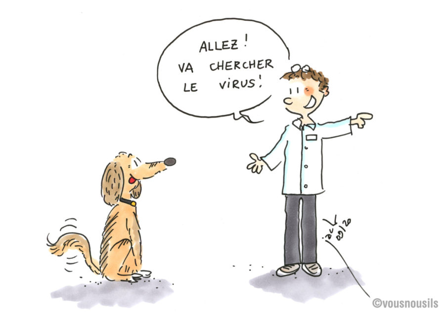 Chiens détecteurs de Covid : le virus ne peut leur échapper !