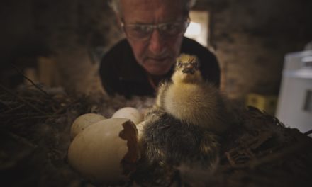 Films animaliers en cycle 3 : « les enfants font  preuve d’une grande empathie envers les animaux »