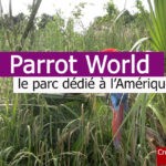 Parrot World : des ateliers scolaires au cœur de la faune d’Amérique du sud