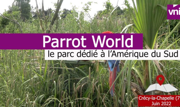 Parrot World : des ateliers scolaires au cœur de la faune d’Amérique du sud