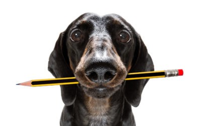 Enseignement moral et civique : Les animaux enfin pris en compte