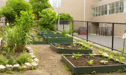 Emmanuel Macron annonce le lancement « d’un grand projet de restauration écologique » des écoles