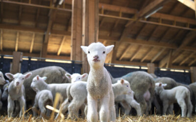 Pour éviter une fermeture de classe, un maire inscrit des moutons dans son école