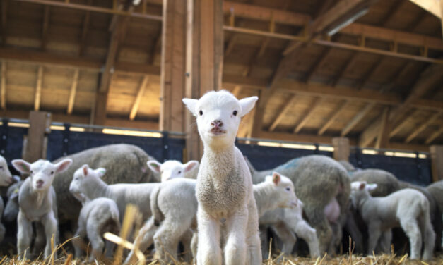 Pour éviter une fermeture de classe, un maire inscrit des moutons dans son école