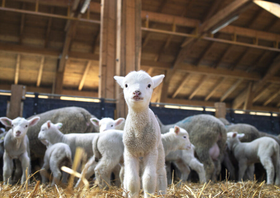 Pour éviter une fermeture de classe, un maire inscrit des moutons dans son école
