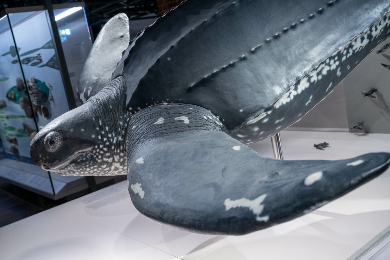 Stralsund Oceanographic Museum