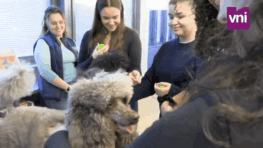 Une séance de médiation animale à Sorbonne Université