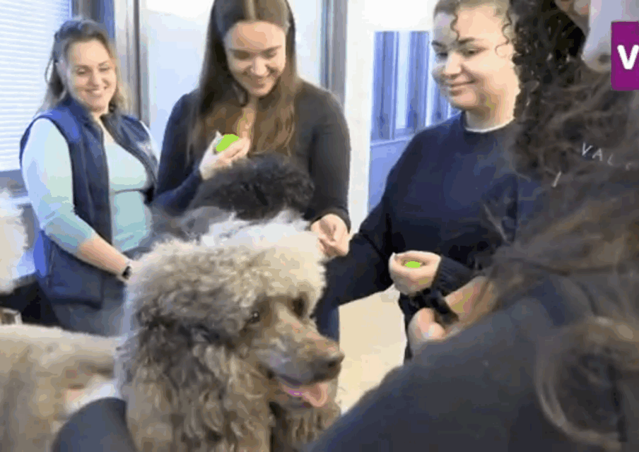 Une séance de médiation animale à Sorbonne Université