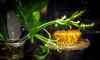 fourmis-3-c-planete-360