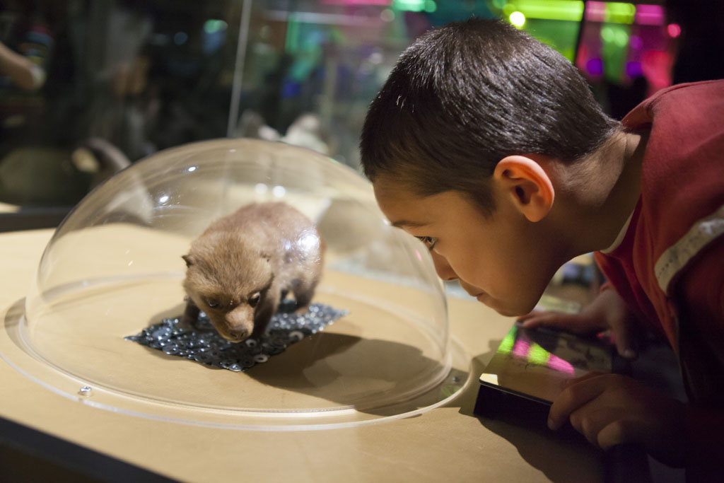 Bebes Animaux L Expo Pedagogique Et Ludique Des Vacances Vousnousils